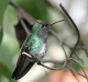 Colibrì (Beija-flor)