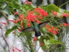 Colibrì (Beija-flor)