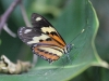 Farfalla (Borboleta)