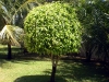 Ficus Benjamina