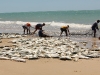 Pescatori di Galinhos